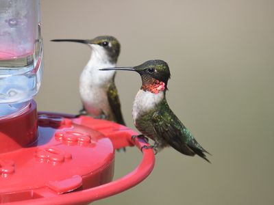 ruby-throated hummingbird BRD6510.JPG