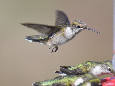 ruby-throated hummingbird BRD6536.JPG