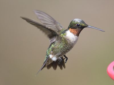 ruby-throated hummingbird BRD6545.JPG
