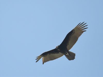 turkey vulture BRD6470.JPG