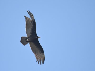 turkey vulture BRD6474.JPG