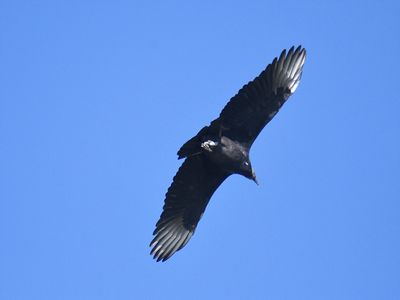 black vulture BRD6685.JPG