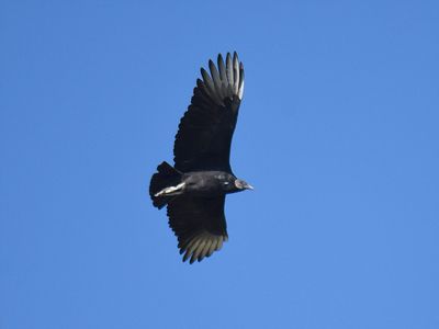 black vulture BRD6689.JPG