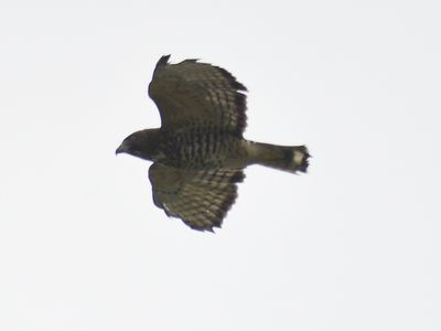 broad-winged hawk BRD6643.JPG