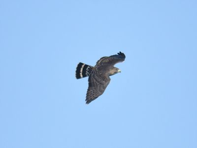 broad-winged hawk BRD6733.JPG