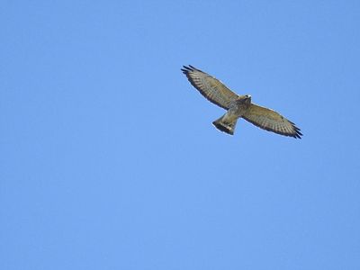 broad-winged hawk BRD6885.JPG