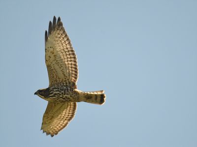 broad-winged hawk BRD6896.JPG