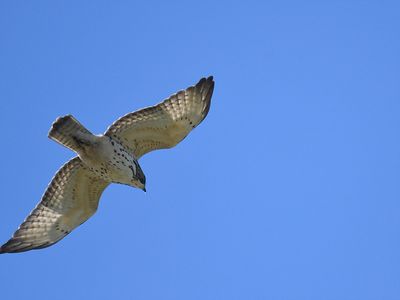 broad-winged hawk BRD6990.JPG