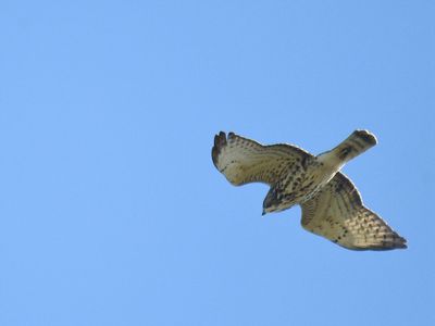 broad-winged hawk BRD7074.JPG