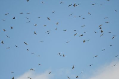 broad-winged hawk BRD7143.JPG