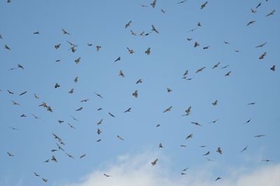 broad-winged hawk BRD7145.JPG