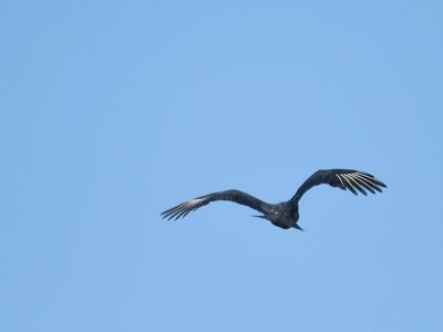 black vulture BRD7081.JPG