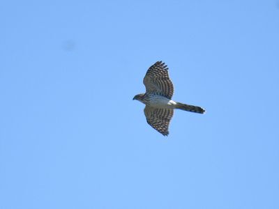 cooper's hawk BRD7133.JPG