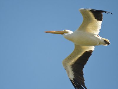 white pelican BRD7104.JPG