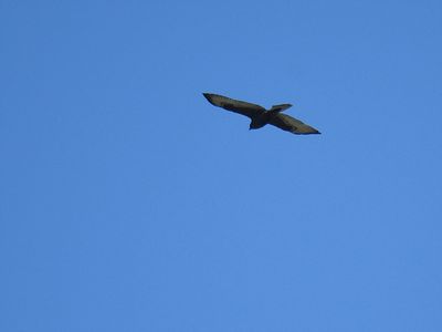 broad-winged hawk dark BRD7171.JPG