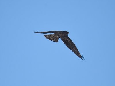 broad-winged hawk dark BRD7197.JPG