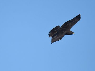 broad-winged hawk dark BRD7199.JPG