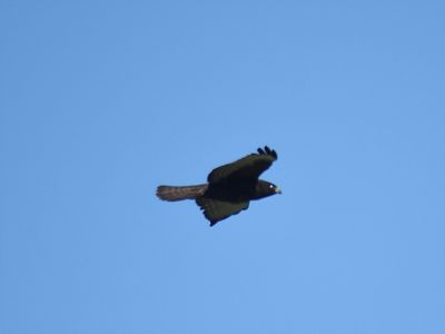 broad-winged hawk dark BRD7217.JPG
