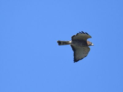 broad-winged hawk BRD7183.JPG