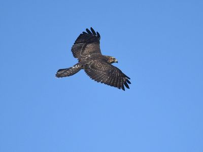 broad-winged hawk BRD7225.JPG