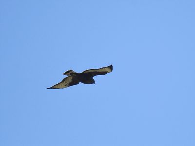 broad-winged hawk dark BRD6971.JPG