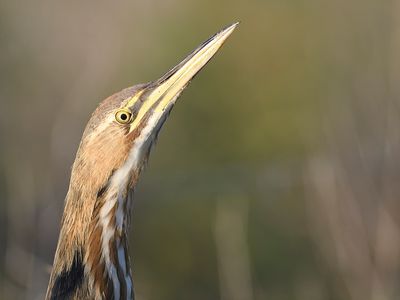 american bittern BRD7350.JPG