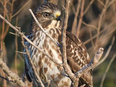 broad-winged hawk BRD7334.JPG