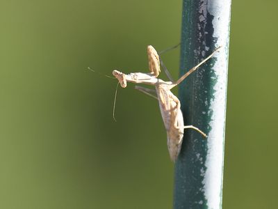 praying mantis BRD7389.JPG