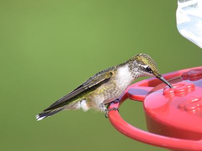 ruby-throated hummingbird BRD7408.JPG