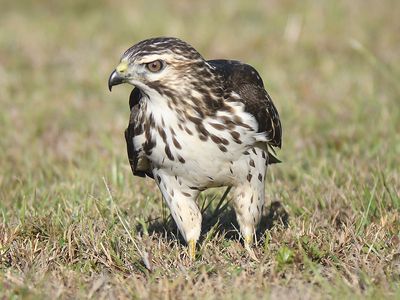 broad-winged hawk BRD7358.JPG