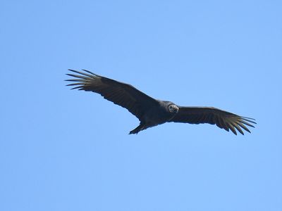black vulture BRD7583.JPG