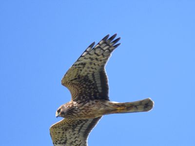 northern harrier BRD7553.JPG