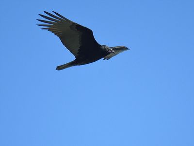 turkey vulture BRD7452.JPG