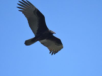 turkey vulture BRD7454.JPG