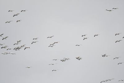 white pelican BRD7642.JPG