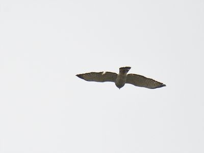 broad-winged hawk BRD7752.JPG
