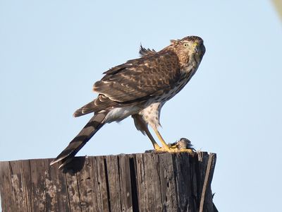 cooper's hawk BRD8154.JPG