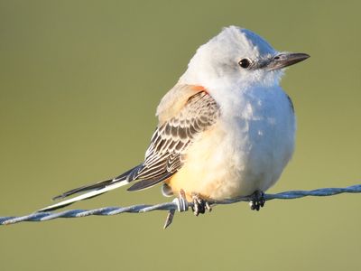 scissor-tailed flycatcher BRD7774.JPG