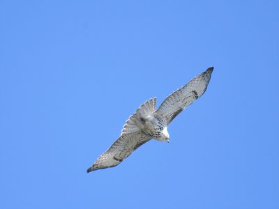 red-tailed hawk BRD7980.JPG