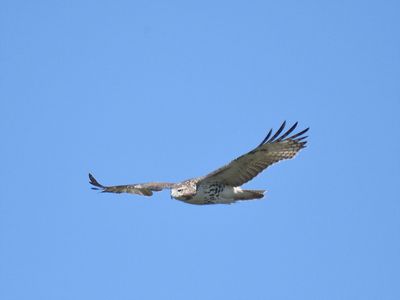 red-tailed hawk BRD8003.JPG