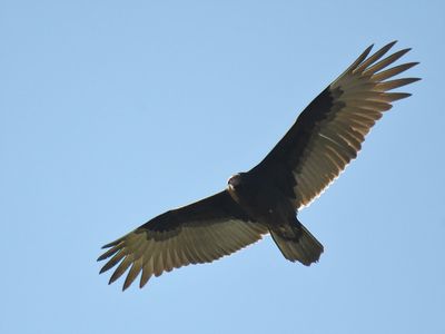 turkey vulture BRD7820.JPG