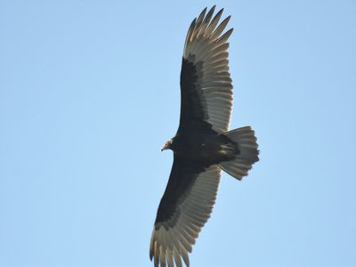 turkey vulture BRD7821.JPG