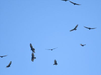 turkey vulture BRD7905.JPG