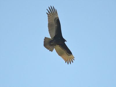 turkey vulture BRD7952.JPG