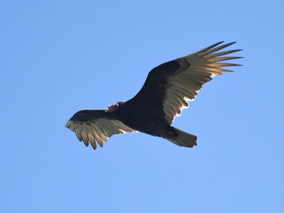 turkey vulture BRD7966.JPG