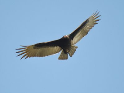turkey vulture BRD8103.JPG