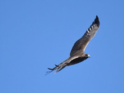 white-tailed hawk BRD7834.JPG