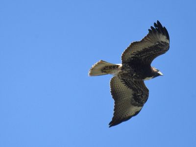 white-tailed hawk BRD7844.JPG