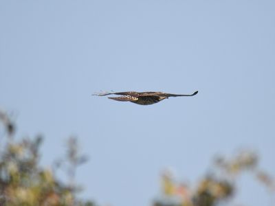 broad-winged hawk BRD8257.JPG