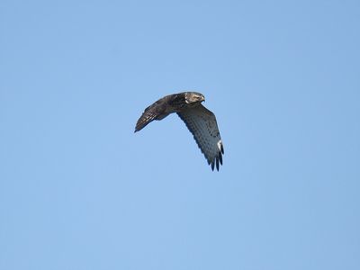 broad-winged hawk BRD8261.JPG